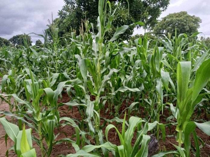 Banwa : La délégation spéciale de la commune de Kouka rend visite aux agriculteurs | AIB